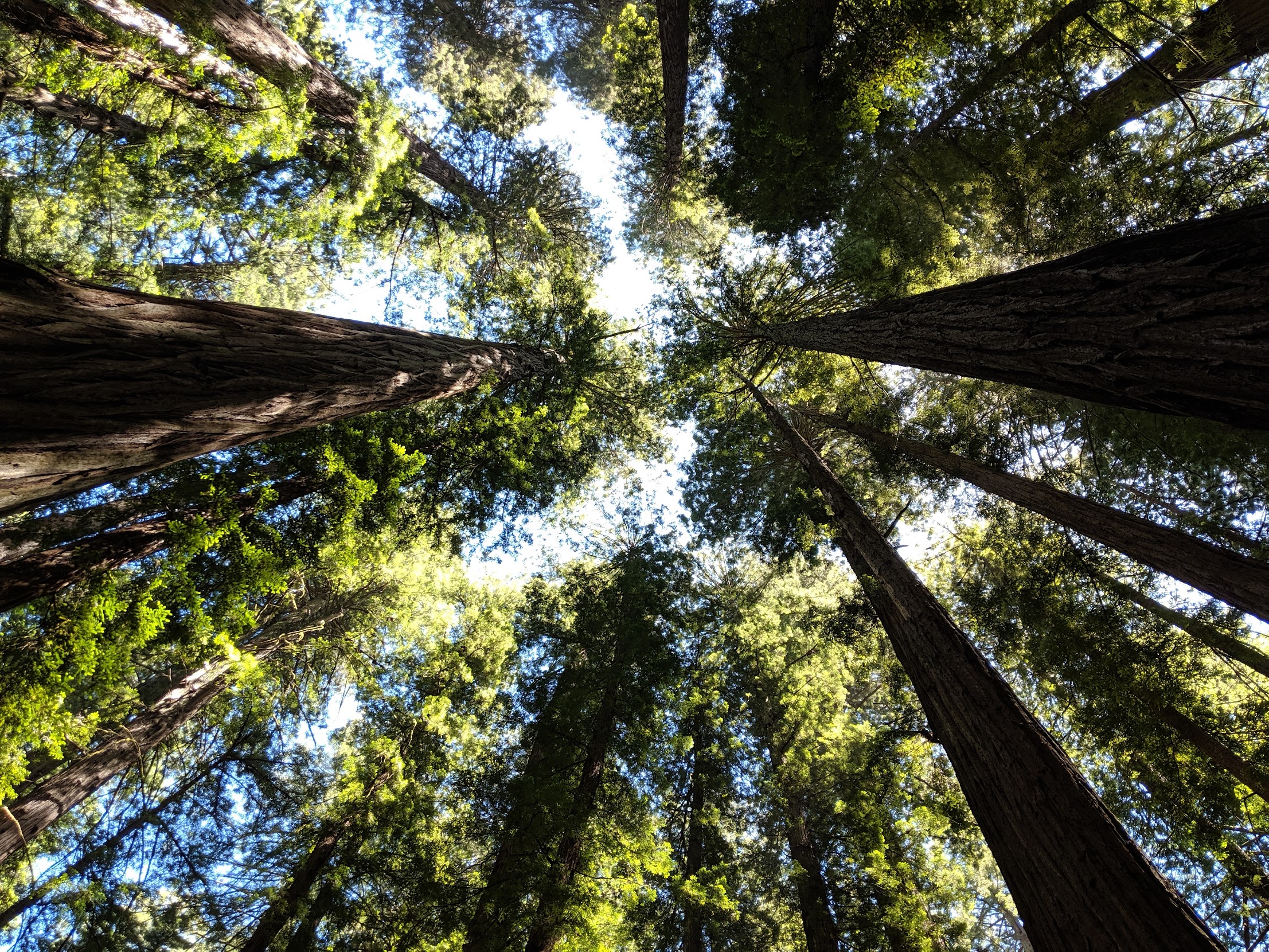 View of Redwood Forest