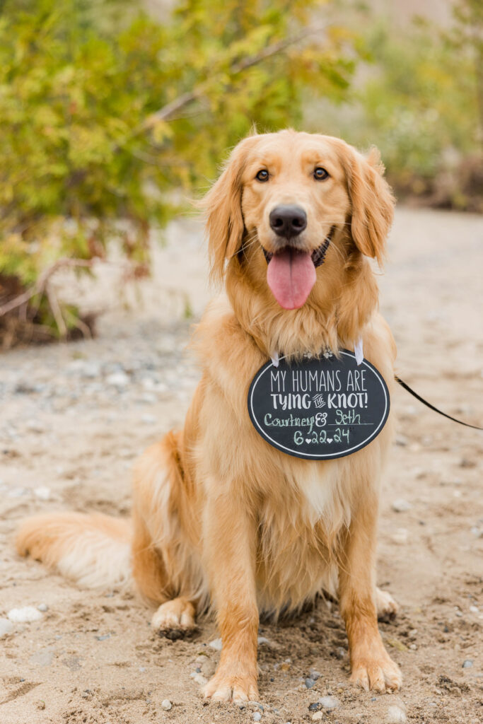 Golden retriever and engaged couple walking on a beach at Lions Den Gorge Nature Preserve, in Wisconsin. 