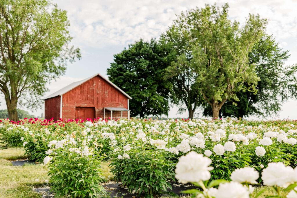 Ovans Peony Farm located outside of Madison, Wisconsin. 