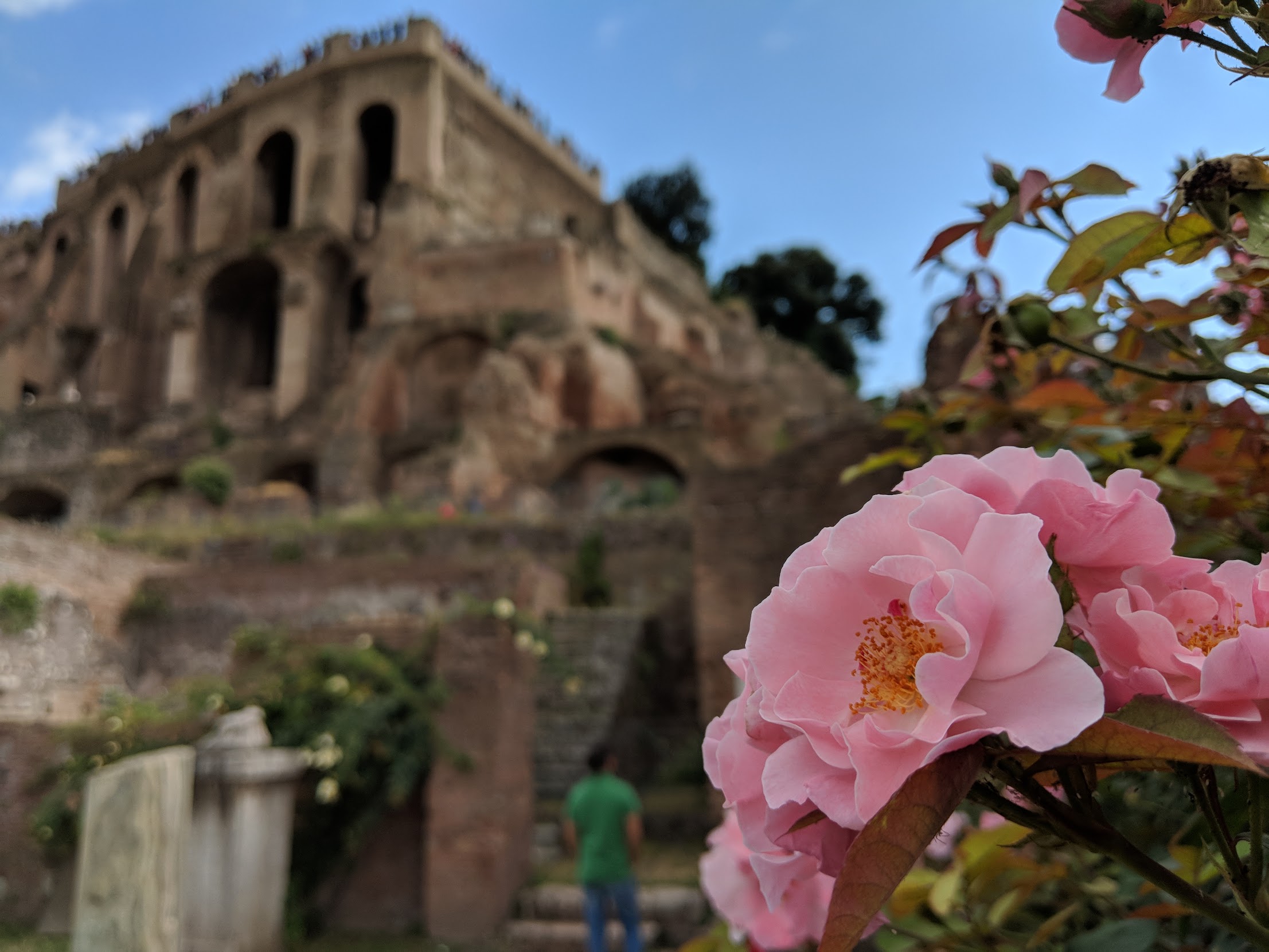 Pink flower in front of Historical monument in Rome, Italy.