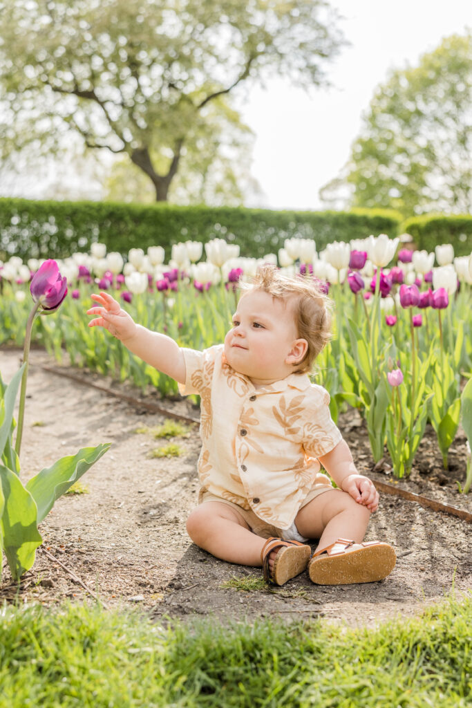 One year old reaching for a purple tulip in the botanical garden in Frame Park, Waukesha. 
