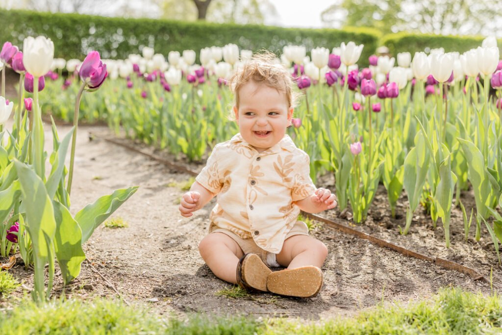 One year old laughing in tulip field at the botanical garden in Frame Park, Waukesha. 